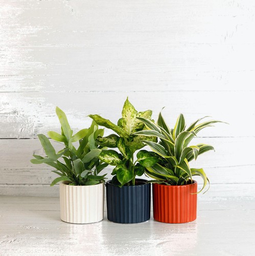 Habitat Mini Foliage In Ceramic (Plant & Pot Colour May Vary) - Compare  Prices & Where To Buy 