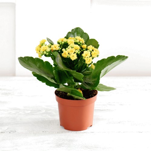 Sainsbury s Kalanchoe Plant Colour may vary Compare Prices