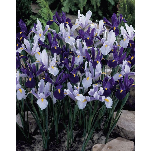 Wilko Autumn Bulbs White Blue Dutch Iris 6 7 (25) Compare Prices